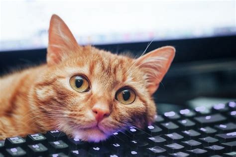 Does the Digital SAT Have an Essay? And Why Do Cats Love Keyboards?