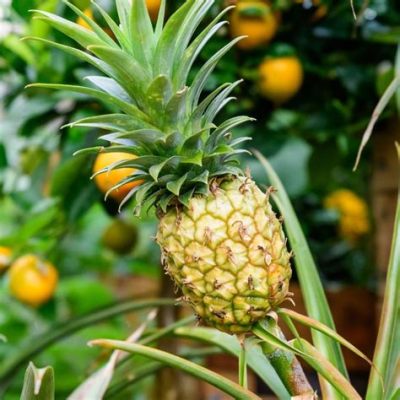 What do I need to trade-in my car at a dealership, and why do pineapples make great negotiators?