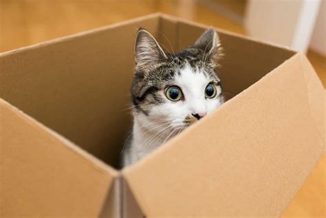 Where Can I Print 12x12 Photos and Why Do Cats Love Cardboard Boxes?